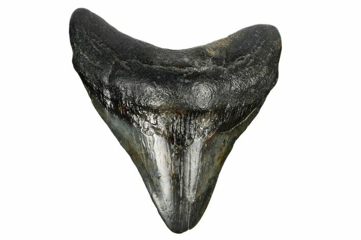 3.45" Fossil Megalodon Tooth - South Carolina